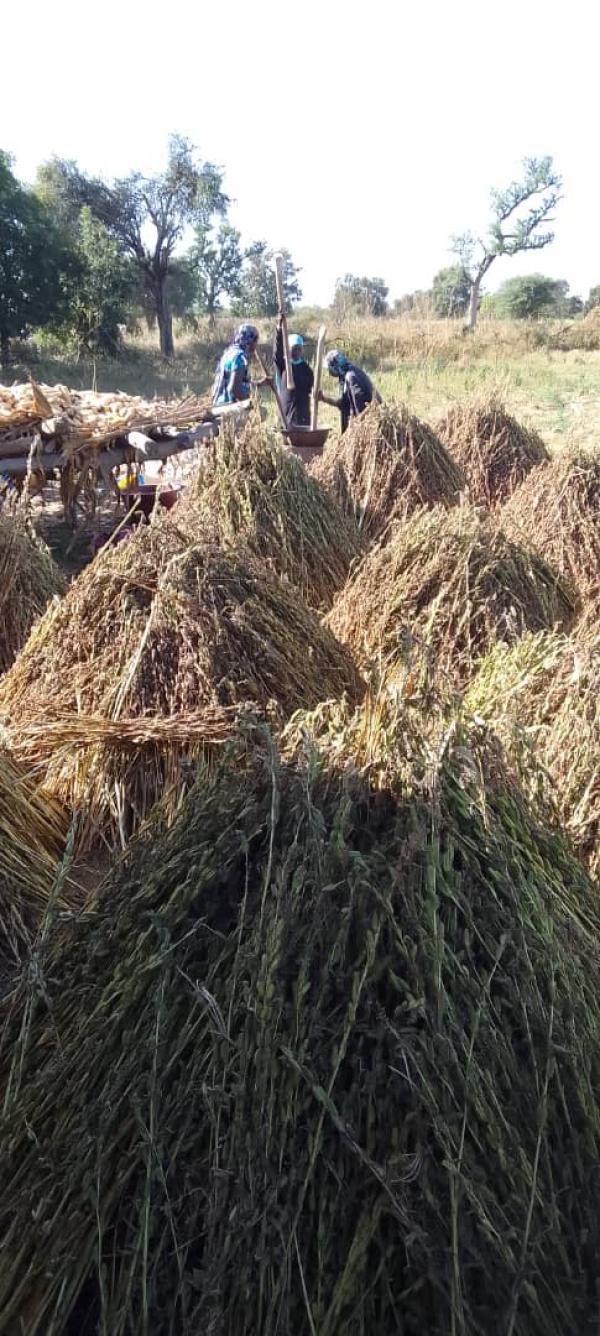  Vendre Sésame Sourou_mali - céréales nous sommes au mali dans le sourou nous produisons du s&eacute;same de qualit&eacute; et en quantit&eacute;. nous cherchons des acheteurs potentiels .
