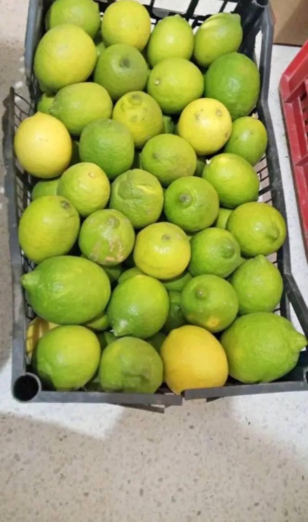  Des Légumes Algérien - fruits et légumes tout les l&eacute;gumes et fruits disponible chaque semaine aussi des fruits fra&icirc;che est d&eacute;licieux orange citron les dattes dagla 