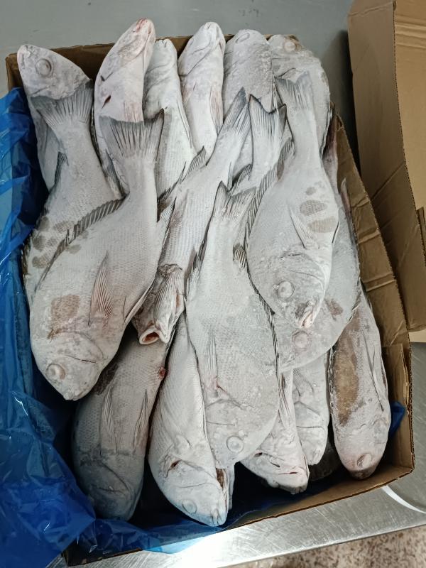 Poisson - poissons  nous sommes une entreprise sp&eacute;cialis&eacute; dans la commercialisation du poisson bonite et diagramme gris congel&eacute; nous cherchons des int&eacute;ress&eacute;s par ce type de poisson salutations .