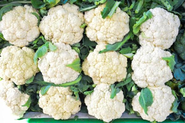  Chou-fleur Marocain Qualité Export - fruits et légumes disponible pour export – saison actuelle ✔ tetes blanches et fermes ✔ calibre uniforme ✔ fra&icirc;cheur optimale ✔ excellente tenue au transport conditionnement cartons export fob / cif – maritime & a&eacute;rien mp ou whatsapp pour catalogue & d&eacute;tails