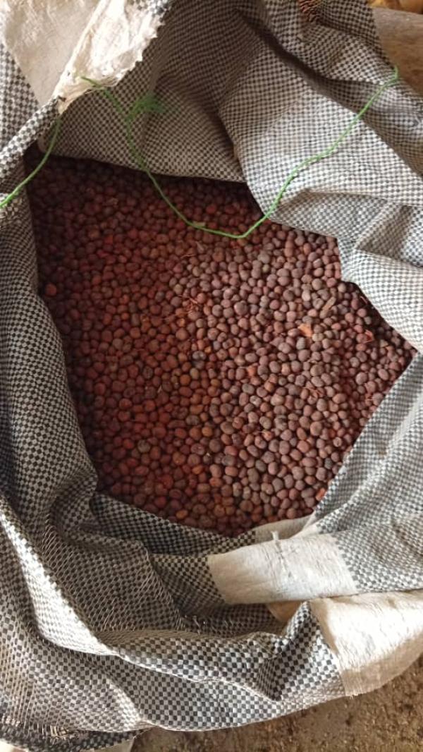  Graines De Baobab - huiles je dispose dans mon usine de production de poudre de baobab d'une bonne quantit&eacute; de graine &agrave; vendre pour les producteur d'huile de baobab. d&eacute;j&agrave; lav&eacute; et en tr&egrave;s bon &eacute;tat. je recherche des producteurs d'huile pour acquisition.