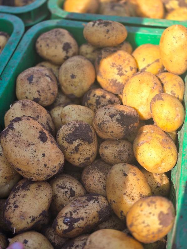  Pommes De Terre Marocaines Qualité Export - fruits et légumes disponibles pour export – saison actuelle ✔ lav&eacute;es ou bross&eacute;es ✔ calibre uniforme ✔ bonne tenue au transport ✔ qualit&eacute; export conditionnement sacs 10 kg / 25 kg fob / cif – maritime & a&eacute;rien