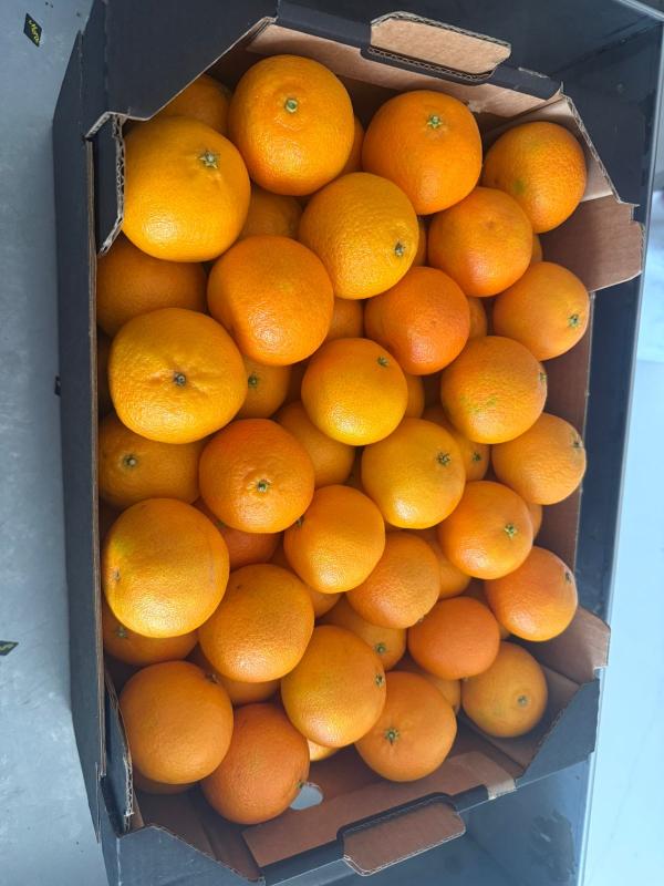  Clémentine Marocain Vendre - fruits et légumes  nous avons des cl&eacute;mentine cart cat&eacute;gorie 1 et 2 vrag ou bien carton selon vos besoins nous avons global gap comme certif. 