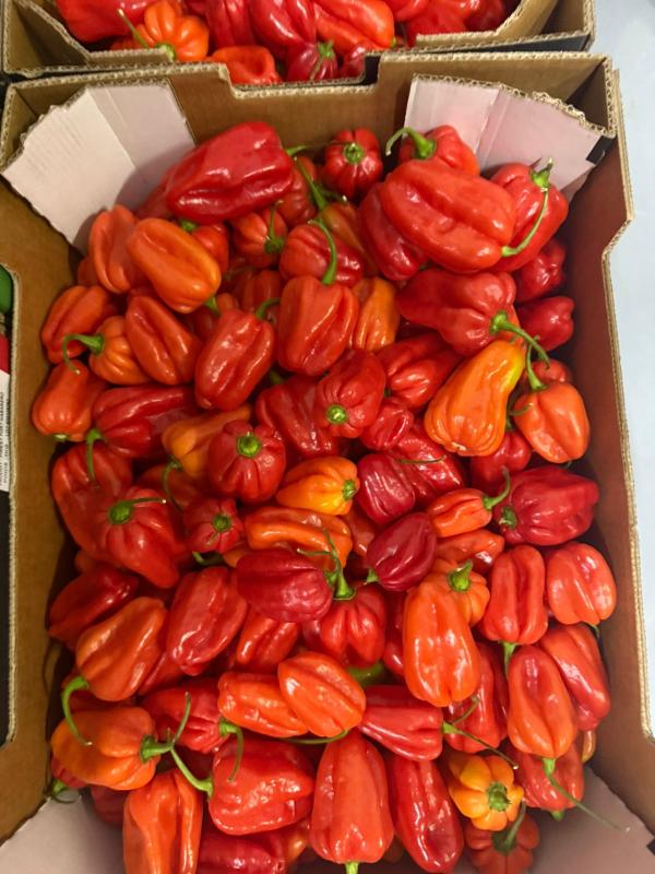  Piment Marocain Vendre - fruits et légumes ⁠ nous avons des piment vert rouge a vendre packaging carton ou bien vrac mode paiement 50% avance 50% a la charge 