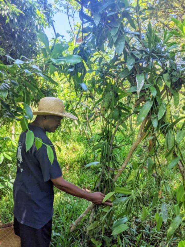  Vente De Vanille Bourbon De Madagascar (antal - épices aromates producteur familial de vanille bourbon de madagascar bas&eacute; &agrave; antalaha. nous cultivons et pr&eacute;parons notre vanille de mani&egrave;re traditionnelle avec un soin particulier apport&eacute; &agrave; la qualit&eacute; &agrave; la maturit&eacute; des gousses et au s&eacute;chage nat
