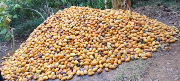  Fournir Des Graines De Cacao En Provenance Du - café cacao thé  je me permets de vous contacter car je suis agriculteur du cacao. je dispose de cacao en graines de qualit&eacute; du cameroun r&eacute;colt&eacute; et s&eacute;ch&eacute; selon les pratiques locales traditionnelles. je cherche des partenaires int&eacute;ress&eacute;s par un approvisionnem