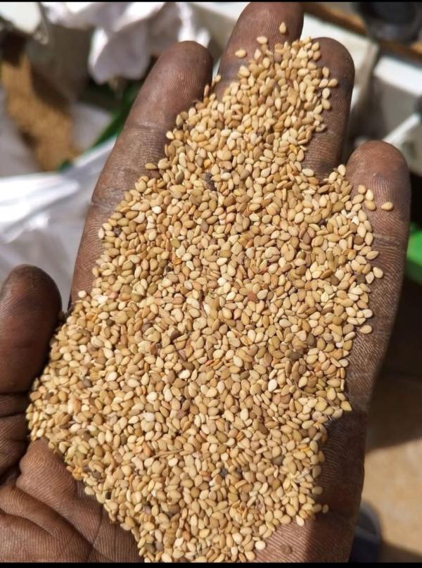  Sésame Gris Noir Ou Blanc - fruits secs et graines grillées  nous disposons d'une grande quantit&eacute; de s&eacute;same d&eacute;j&agrave; nettoy&eacute; et conditionn&eacute; dans des sacs de 50kg en qualit&eacute; export si cel&agrave; vous int&eacute;resse veuillez nous contacter pour plus d'informations.cordialement.