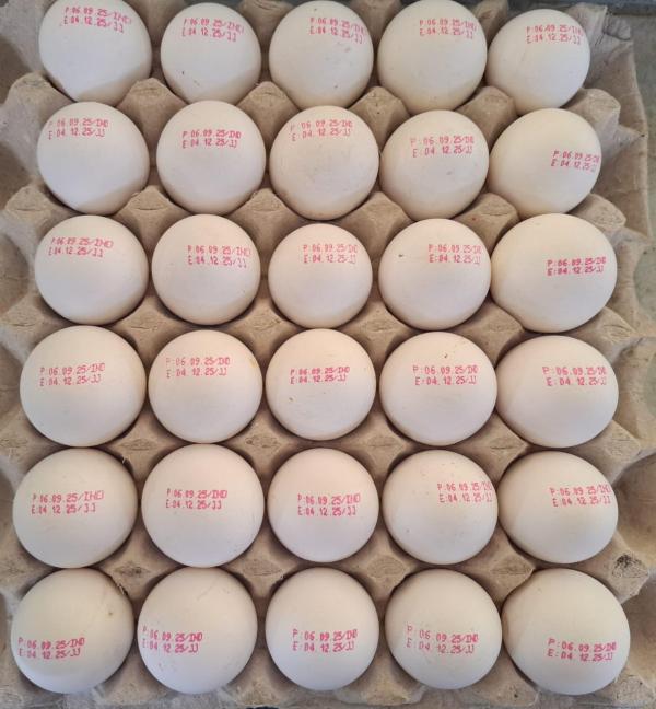  Fresh Eggs White And Brown India Turkey - meat and eggs fresh eggs available for export – small and medium sizes white and brown shells. excellent quality and carefully selected. full container loads available for export to the african continent. please let me know if there is any interest. you can contact me via email or whatsapp for further de
