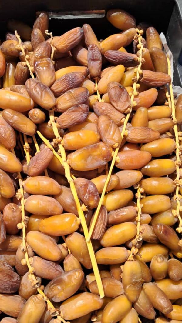  Dattes Libyennes - fruits et légumes nous proposons des dattes de qualit&eacute; situ&eacute;es en libye soigneusement s&eacute;lectionn&eacute;es et pretes &agrave; l’exportation. r&eacute;put&eacute;es pour leur excellente qualit&eacute; leur go&ucirc;t sucr&eacute; naturel et leur fra&icirc;cheur. ➡ plusieurs types de dattes dis