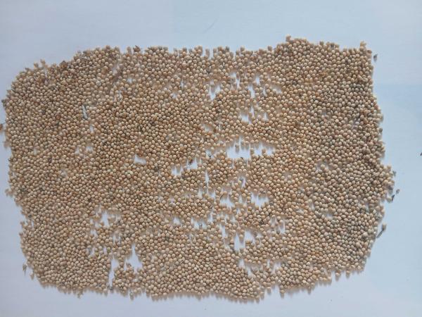  Millet Blanc Récolte 2025 - céréales je propose un lot de millet blanc. s&eacute;ch&eacute; lentement valeur germinative intacte. tri&eacute; tr&egrave;s propre. lot tout &agrave; fait stable. disponibilit&eacute; d&egrave;s aujourd'hui. 