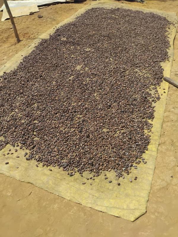  Approvisionnement Cacao Cameroun - café cacao thé nous proposons des f&egrave;ves de cacao origine cameroun issues d’un r&eacute;seau de producteurs et de points de collecte &agrave; l’origine. les f&egrave;ves sont ferment&eacute;es selon des protocoles contr&ocirc;l&eacute;s s&eacute;ch&eacute;es au soleil et pr&eacute;par&eacute;es pour l’exp