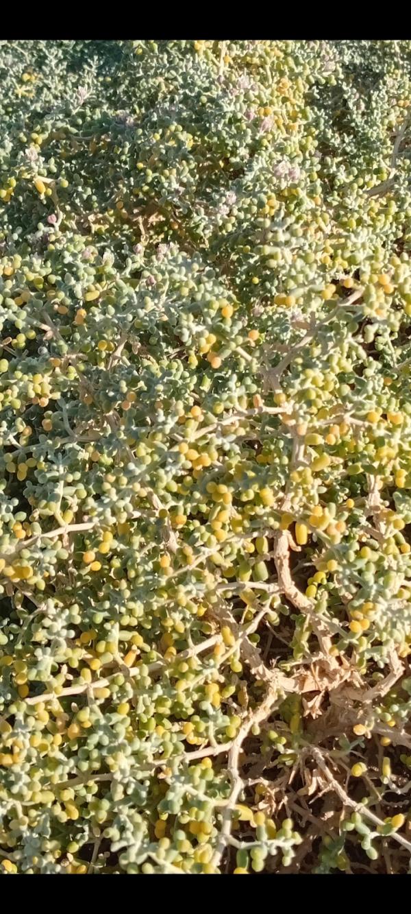  Herbes Médicinales Du Désert - épices aromates nous disposant d un tonne de l herbe zygophyllum fra&icirc;che et sec de origine sahara algerie de la bonne qualit&eacute; 