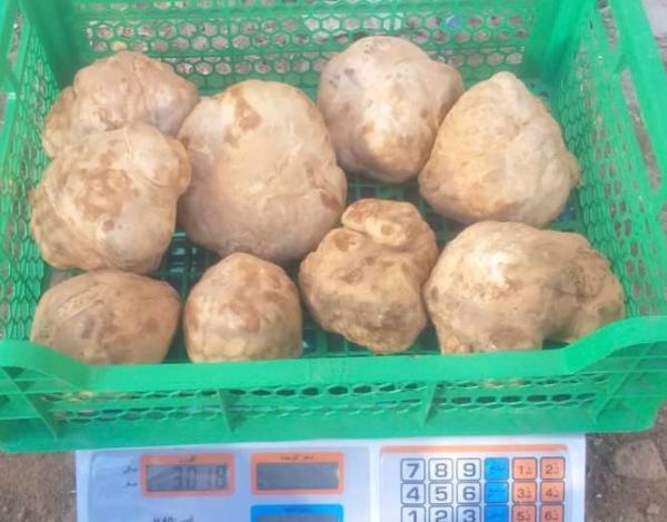  Truffles For Sale Export From Algeria - fruits and vegetables we offer desert truffles (white truffles) of export quality available for export from algeria. product details   type desert truffles / white truffles   available quantity 50 100 kg per week (subject to availability)   quality grade a / export quality   packaging bags or boxes   origin algeria port