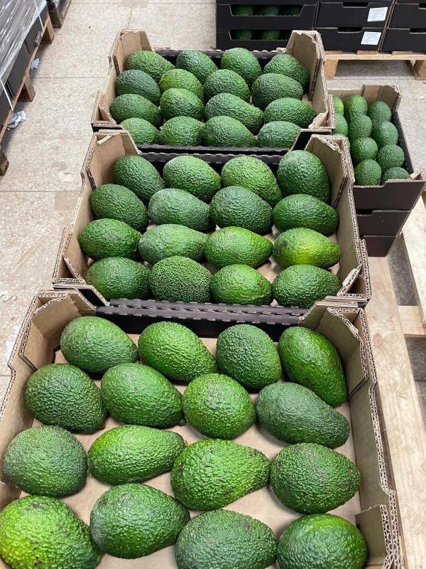  Avocats Hass Vendre - fruits et légumes  nous pr&eacute;sentons des avocats hass calibre 12/14/16/22 en carton de 4kg nous avons tous les documents sanitaire et les certif (onssa global gap etc) temps de pr&eacute;paration du commande 48h. nous sommes a votre disponibilit&eacute;.