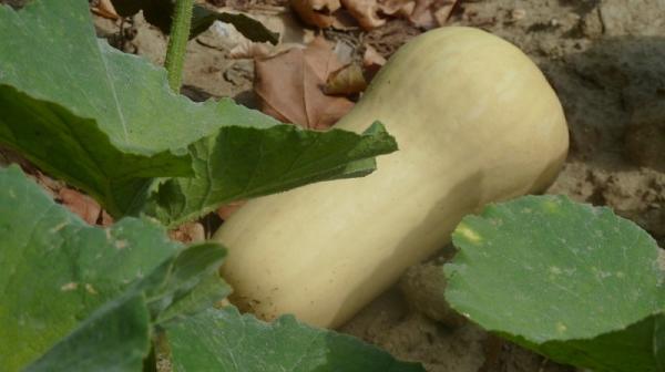  Butternut Et Potimarron Shiastu Bio - fruits et légumes nous sommes une famille de maraichers en bio dans le 66 d env 15ha nous avons env +/ un stock de 40t de butternut vrac bio ab et de potimarron vert vari&eacute;t&eacute; shiastu id&eacute;al soupes pur&eacute;es gratin / d&eacute;coupe l&eacute;gumerie cantines.. labelise bienvenue &agra