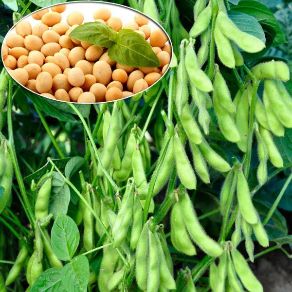  Investissement Capitaux - Investissement capitaux recherchons pour la r&eacute;publique d&eacute;mocratique du congo investisseur agricole et partenaire financier pour la production de 200 tonnes /an sur 100.000 ha de soja bio. plan d'affaires &agrave; jour.
