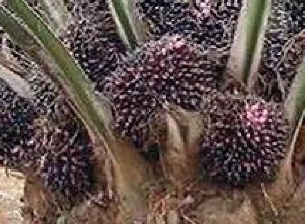  Vente De Pépinière De Palmier Huile - semence graine plant chers tous assurer votre s&eacute;curit&eacute; financi&egrave;re en investissant dans la culture du palmier &agrave; huile qui produit &agrave; partir de trois (03) ans. c'est le moment de pr&eacute;parer le terrain et passer vos commandes de p&eacute;pini&egrave;res. sarl sp&eacute;cialis&eacute;