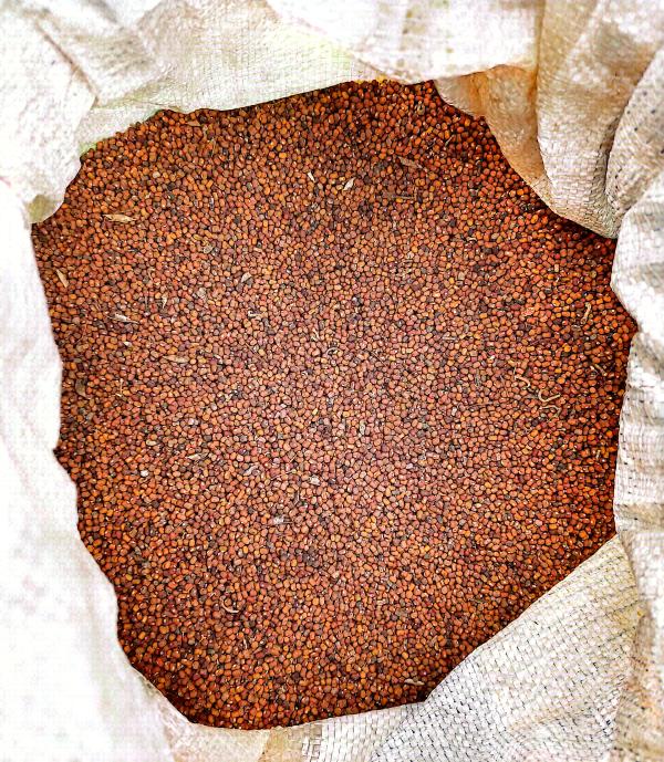  Pueraria Bio (graines Et Racines) Du Cameroun - semence graine plant nous recherchons des clients ou partenaires pour 30 tonnes de graines de pueraria bio cultiv&eacute; et s&egrave;ch&eacute; au cameroun ainsi que des racines ou tubercules pour ceux qui le souhaitent. nous piurrons transformer les racines en poudres ai le client ou partenaire le veut. 