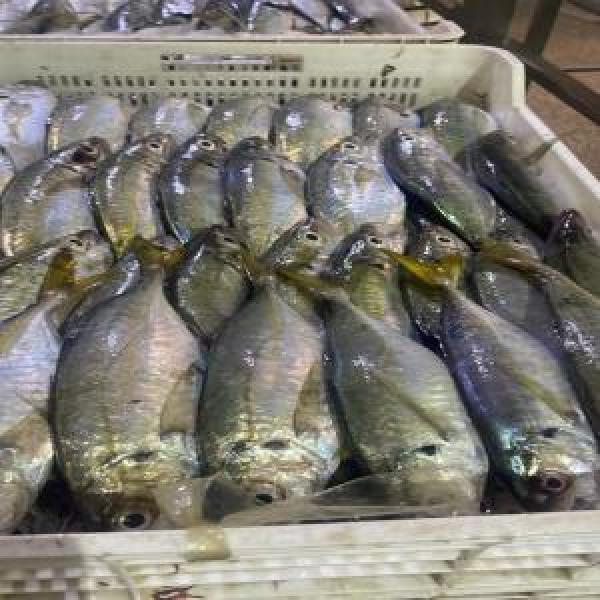  Fournisseur Poisson Chinchard, Mulet Etc - poissons  nous sommes une soci&eacute;t&eacute; bas&eacute;e en mauritanie sp&eacute;cialis&eacute;e dans l'exportation de poissons locaux frais et surgel&eacute;s. nos produits chinchard mulet maquereau bonite obo thon et d'autres esp&egrave;ces selon la saison. proc&eacute;dure si