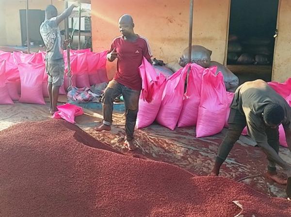  Recherche De Partenaire D'affaires Pour La - fruits secs et graines grillées nous sommes une coop&eacute;rative bas&eacute;e &agrave; l'est de la c&ocirc;te d'ivoire sp&eacute;cialis&eacute;e dans la collecte et la commercialisation du roucou du poivre maniguette du gingembre et de la noix de cajou brute. nous recherchons des partenaires financiers pour installer une un