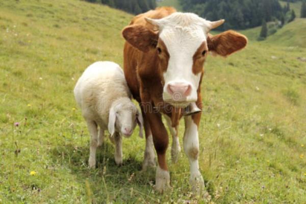  Élevage Des Veaux - live animals  je suis v&eacute;t&eacute;rinaire alg&eacute;rien. j'ai une excellente exp&eacute;rience dans le domaine. je recherche un partenaire financier j'ai des id&eacute;es de projets r&eacute;ussis qui n&eacute;cessitent un financementhello.. i am a veterinarian from algeria with excell