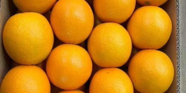  Orange Vendre - fruits et légumes  nous sommes bases au maroc et nous exportons des fruit et legumes plus de 8ans experionce je vous propose des orange tous les calibre selon vos besoins nous avons global gap comme certif et tous les document n&eacute;cessaire pour exportation vers europe et afrique.