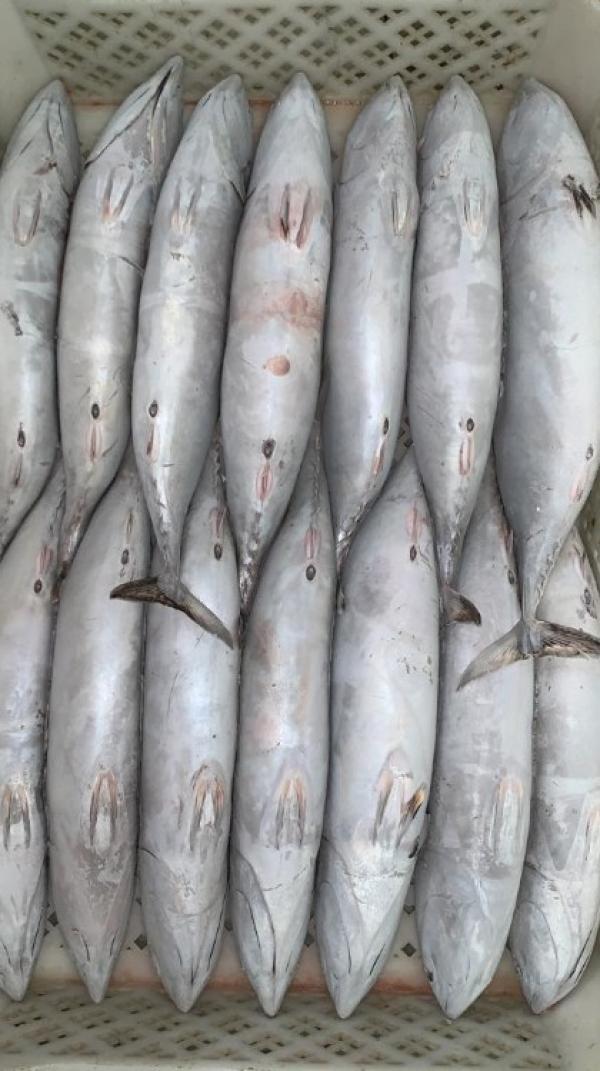  Poisson Surgelés- Senegal Mauritanie - poissons prix cfr abidjan (senegal) chinchard noir m +22 ‎chinchard noir p +18 ‎chinchard noir 2p +16 ‎pelon ‎lagna lagna ‎ravil gm ‎ravil p sole langue m/p/2p mauritania sardinella eba m (3/5) sardinella eba p(5/8) 