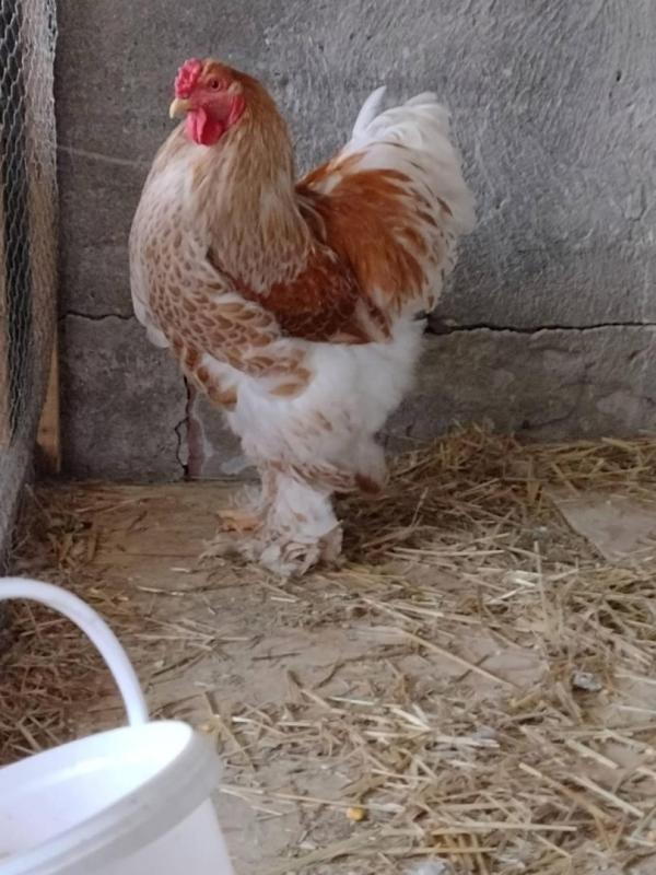  Brahma Liseré Blanc - viandes et oeufs je suis &agrave; la recherche de fournisseurs s&eacute;rieux et professionnels de volailles brahma liser&eacute; blanc race pure sujets bien d&eacute;velopp&eacute;s plumage net avec liser&eacute; blanc bien marqu&eacute; en excellente sant&eacute; pour partenariat commercial durable.