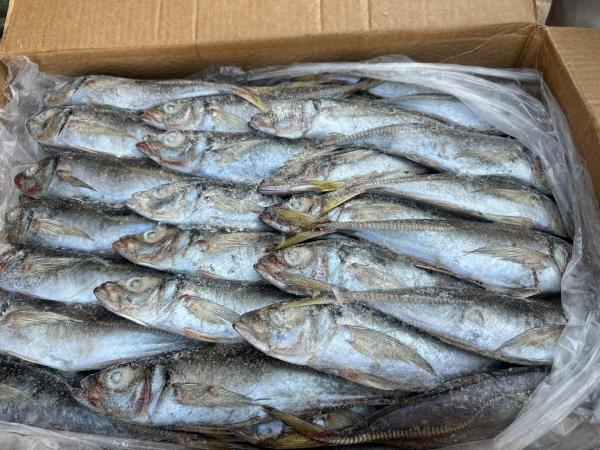  Chinchard Noir Black Horse Mackerel) - poissons chinchard noir/blanc disponible selon vos besoins possibilite de chargement 27/30 tonnes origine senegal zone de peche fao34