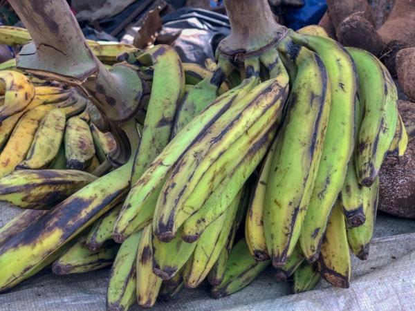  Vente En Gros - fruits et légumes banane plantain en gros – qualit&eacute; & r&eacute;gularit&eacute; garanties nous proposons des bananes plantain fra&icirc;ches et bien s&eacute;lectionn&eacute;es id&eacute;ales pour la revente la restauration ou la transformation. vente en gros (/tonne) livraison organis&eacute;e toutes
