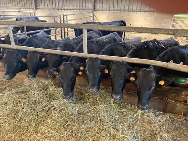  Wagyu Pur Sang Eleveur En France - viandes et oeufs  je suis &eacute;leveur de b&oelig;uf wagyu en france dans les hauts de france. je propose des carcasses enti&egrave;res ou demi carcasses de wagyu &eacute;lev&eacute; selon des standards rigoureux avec une alimentation naturelle et un suivi sanitaire complet. je cherche &agrave; &eacute;tablir de