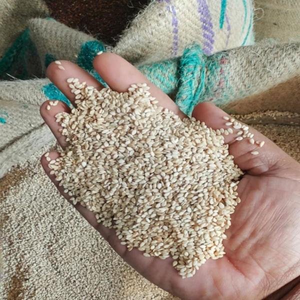  Sésame Disponible Recherche De Clients - céréales 30/01/2026 1/ s&eacute;same blanc nettoyer et reconditionn&eacute; en sac de 50kg rendu lom&eacute; f/t 2/ s&eacute;same mixe nettoyer et reconditionn&eacute; en sac de 50kg rendu lom&eacute; f/t 3/ s&eacute;same blanc non nettoyer en sac de 80kg rendu lom&eacute; f/t 4/ s&eacute;same mixe non netto
