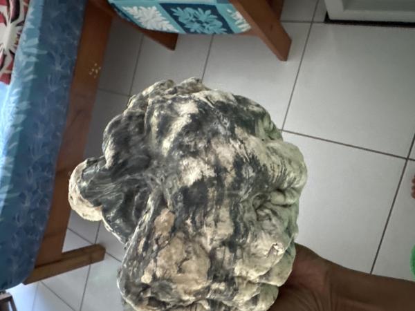  Ambris Baleine - autres je vends de l’ambris de baleine de couleur gris et blanc. il y a au moins pour 5 kg. si vous avez besoin de plus d’informations je vous r&eacute;pondrez sans probl&egrave;me. 