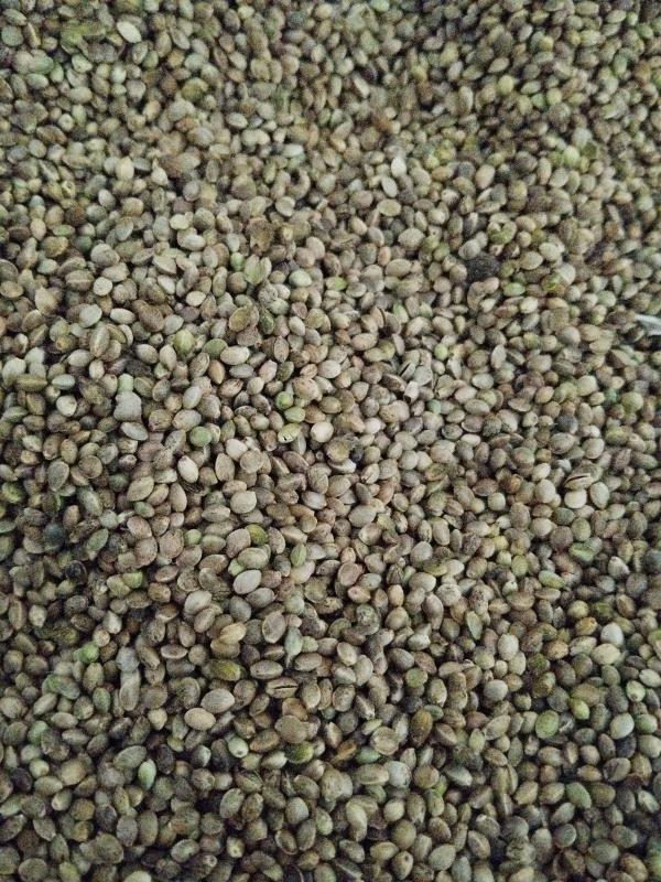  Vente Semences Chanvre Vente En Gros - semence graine plant nous proposons des semences de chanvre en quantit&eacute;s adapt&eacute;es &agrave; tous les besoins professionnels de 1 kg &agrave; plus de 5 000 kg. vari&eacute;t&eacute;s adapt&eacute;es &agrave; vos besoins catalogue complet disponible sur demande avec grille tarifaire d&eacute;taill&eacu