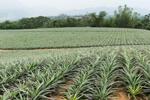  Vente De Produits Agroalimentaires. - fruits et légumes fournisseur de grande quantit&eacute; de produits agro alimentaires au b&eacute;nin. je dispose des produits suivants soja maïs ananas huile rouge de palme graines de coton sucre