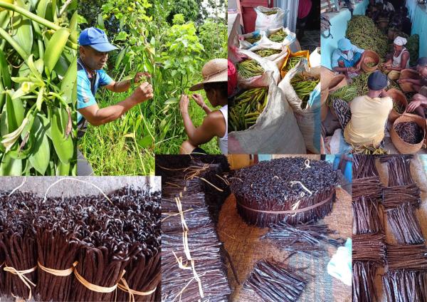  Premium Vanille Bourbon De Madagascar - épices aromates nous proposons de la vanille bourbon de madagascar de haute qualit&eacute; issue d’une collaboration directe avec des producteurs locaux organis&eacute;s en association. notre vanille est cultiv&eacute;e r&eacute;colt&eacute;e et affin&eacute;e selon les m&eacute;thodes traditionnelles malgaches 