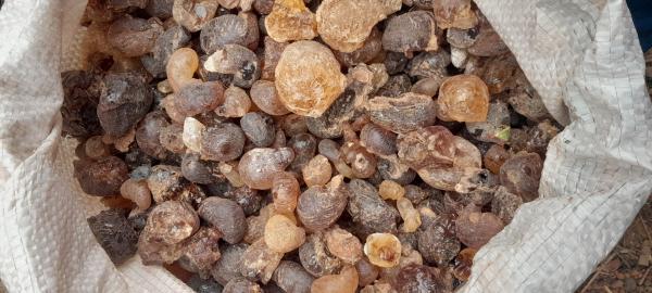  Lancement De La Campagne Gomme Arabique 26 - semence graine plant avis aux exportateurs et acheteurs industriels ! mali bio ressources annonce l'ouverture officielle de sa campagne de collecte de gomme arabique seyal de haute qualit&eacute;. qualit&eacute; premium produit brut s&eacute;lectionn&eacute; nettoy&eacute; et tri&eacute;. disponibilit&eacute; 