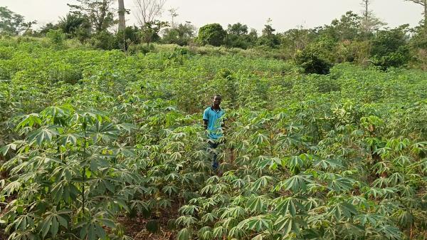  Vente De Manioc Frais - autres  je suis un jeune ivoiriens qui fait ses d&eacute;buts dans l'entreprenariat. j'ai actuellement deux hectares de manioc qui serons disponible &agrave; partir du moi de novembre 2026 ( la vari&eacute;t&eacute; de manioc cultiv&eacute;e est celle &agrave; cycle d'un an de reproduction). et j'