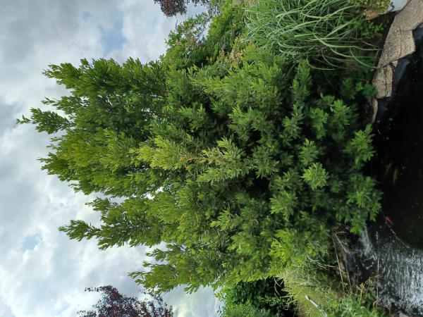  Laurier Sauce - matiere vegetale   j ai un arbre laurier sauce. je peux vendre des feuilles. sans produits phytosanitaires bien s&ucirc;r. contact par mail uniquement. merci 