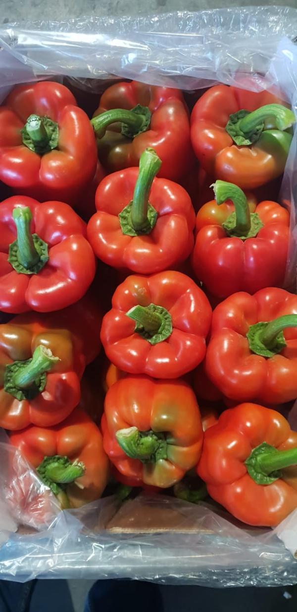  Poivron L'export - fruits et légumes poivron rouge et vert et jaune et d'autres l&eacute;gumes fob où cif agadir &agrave; l'exportation du maroc . je prets &agrave; &eacute;tudier tout proposetion. cordialement 