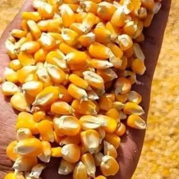  2500 Tonnes De Maïs Jaune Disponible Côte D'i - céréales nous disposons de deux milles tonnes (2000 t) de maïs jaune maïs jaune quantit&eacute; 2500t nouveau maïs localit&eacute; r&eacute;gion du b&eacute;r&eacute; centre ouest de c&ocirc;te d'ivoire qualit&eacute; tr&egrave;s bien sec et bien trait&eacute; possibilit&eacute; de livrer partout en c&ocirc