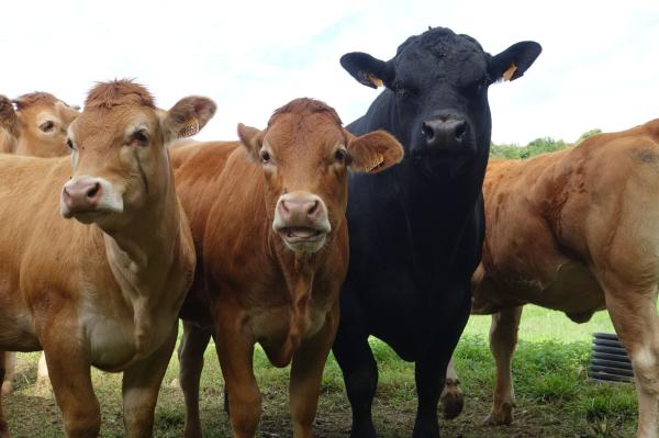  Exportation Des Bovins Brasil ,argentine - animaux vivants  monsieur nous sommes une soci&eacute;t&eacute; argentin avec un fili&eacute;re au maroc on fait l'exportation des veaux d'engraissement et veaux d'abattage de brazil argentine et uruguay pour les pays du maghreb. d'une tr&eacute;s bonne qualit&eacute; et prix competitives. livraison par 