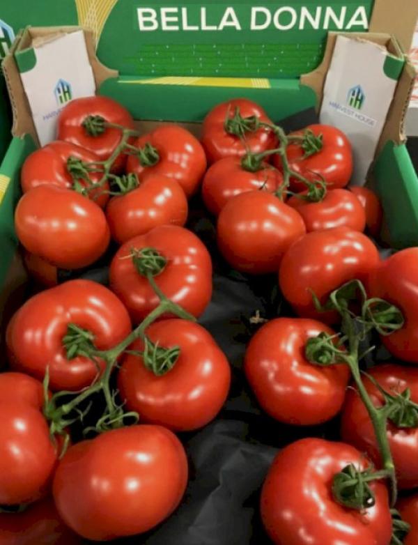  Tomates Et Poivrons De Qualité Des Pays Bas - fruits et légumes tomates et poivrons premium import&eacute;s directement des pays bas vers la france qualit&eacute; sup&eacute;rieure garantie tarifs comp&eacute;titifs. livraison en petites quantit&eacute;s avec regroupement de commandes pour optimiser les co&ucirc;ts. minimum de commande flexible adapt&eacute; 