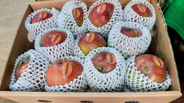  Recherche Importateur De Fruits Tropicaux - fruits et légumes entreprise sp&eacute;cialis&eacute;e dans la production le conditionnement et l'exportation de fruits tropicaux recherche importateurs (europe afrique asie) pour les produits suivants ; mangue ananas noix de coco et autres pour partenariat durable