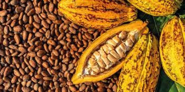 Besoin Très Urgent De 5000 Tonnes De Fèves - café cacao thé nous recherchons une structure agr&eacute;e pouvant nous fournir 5000 tonnes de f&egrave;ves de cacao bien ferment&eacute;es qualit&eacute; grade 1