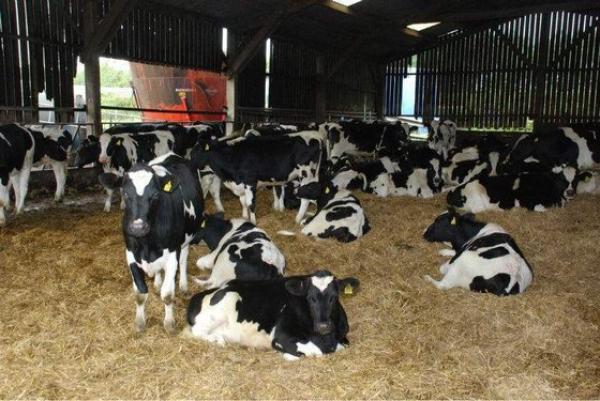  Full Breed Live Boer Goat And Holstein Heifer - live animals our cattle are well bred champions free from parasite and other disease current on vaccination and regularly vet checked by our qualify surgeon. our animals are well bred and champions bloodline fully red blooded. if you are interested to purchase do not hesitate to contact us and we would provi