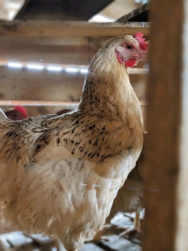  Vente Des Kuroiler Et Goliath - animaux vivants je suis &agrave; la recherche d'une entreprise ou soci&eacute;t&eacute; qui est prete d'importer mes produits. je suis une particuli&egrave;re en fermier pour les kuroiler goliath 
