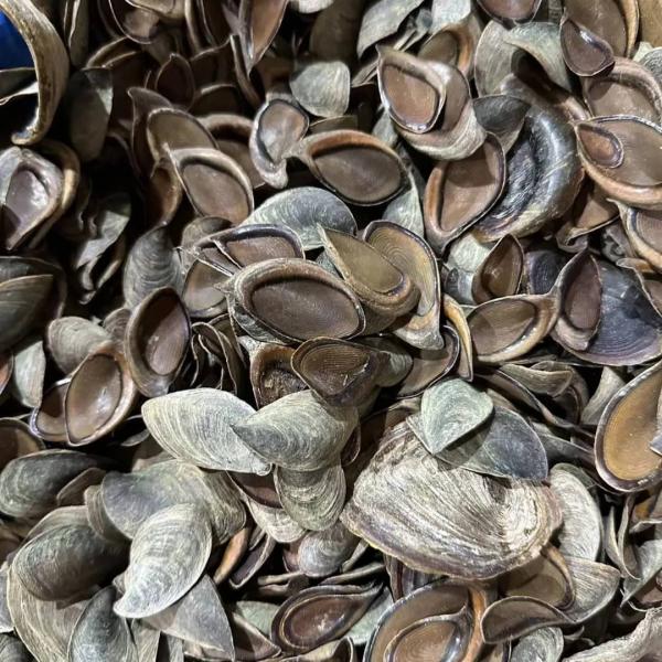  Coquille De Murex, Plusieurs Qualités - autres je dispose des coquilles de soit la qualit&eacute;.immediatement disponible