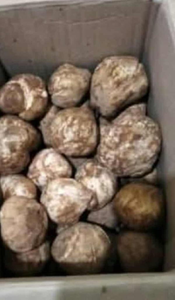  La Truffe Blanche Algérienne الترفاس الجزائري - champignon levure nous proposons de la truffe blanche alg&eacute;rienne (terfezia) de premi&egrave;re qualit&eacute; disponible imm&eacute;diatement. produit frais s&eacute;lectionn&eacute; pour son ar&ocirc;me intense et sa texture ferme. chaque lot est livr&eacute; avec un certificat d’analyse garantissant sa co