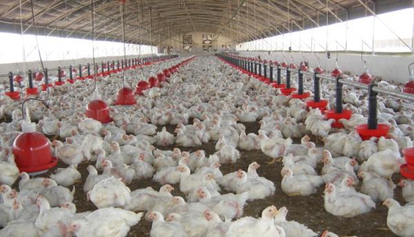  Aviculture Industriel (poulets De Chair/œufs - viandes et oeufs  je cherche un partenaire pour exploitation de ferme avicole production industrielle de poulets de chair et d'&oelig;ufs pour exportation et vente locale. localit&eacute; mbour s&eacute;n&eacute;gal.